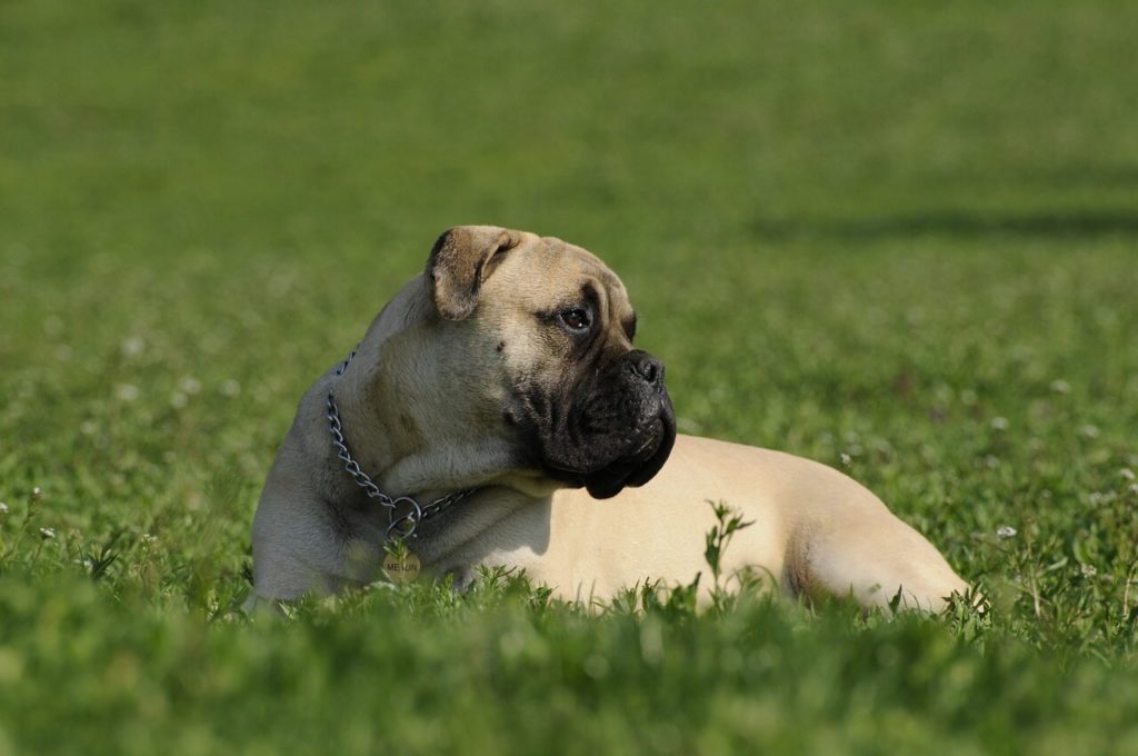 bullmastiff 2062811 1280 1 Какие породы собак самые крупные - Блог SUPERPET
