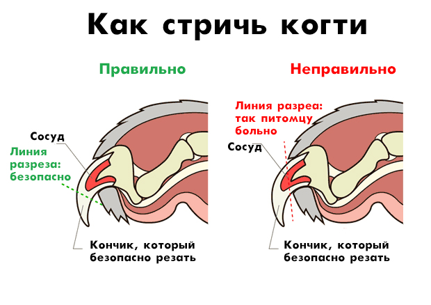 Как стричь когти котёнку - Блог SUPERPET