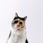 Почему у кошки слезятся глаза: причины, последствия, лечение - Блог SUPERPET