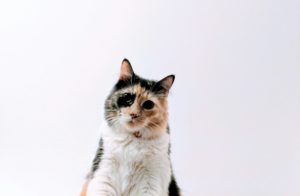 Почему у кошки слезятся глаза: причины, последствия, лечение - Блог SUPERPET