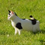 Почему аминокислоты важны для здоровья кошек - Блог SUPERPET
