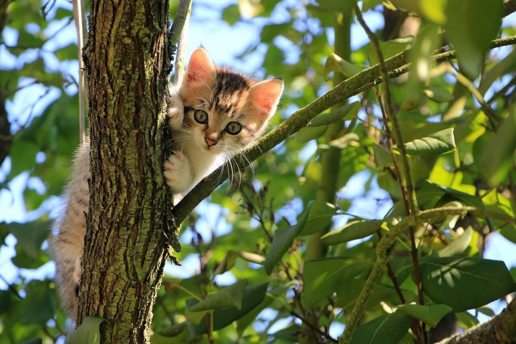 cat 1647775 1280 1 Сколько лет живут кошки, породистые и не очень - Блог SUPERPET