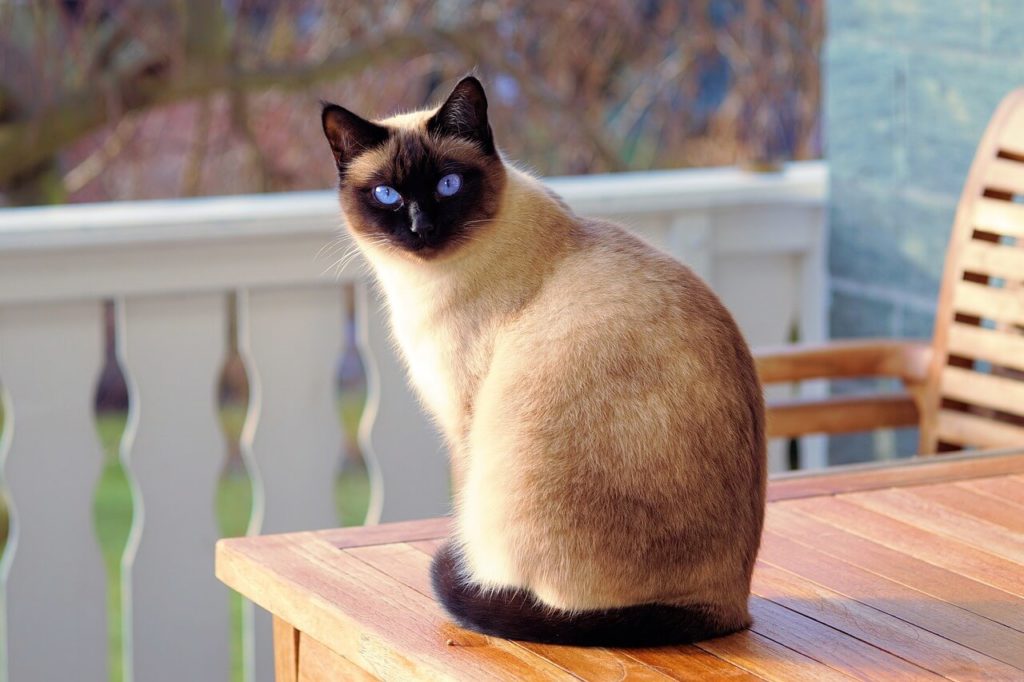 cat 2068462 1280 1 Можно ли давать кошкам рыбу: как часто кормить кота, польза и вред сырой и вареной рыбки - Блог SUPERPET