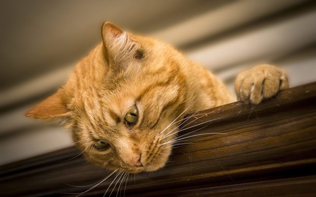 cat 2184682 1280 1 Как назвать котёнка и приучить его к имени - Блог SUPERPET