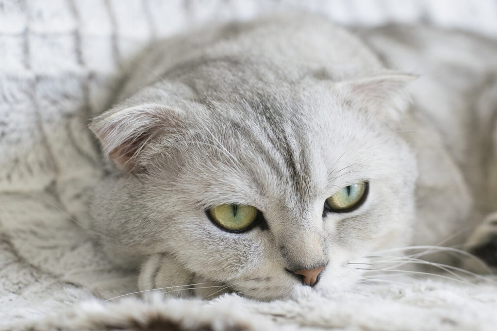 Шотландские вислоухие кошки: характер и описание породы - Блог SUPERPET