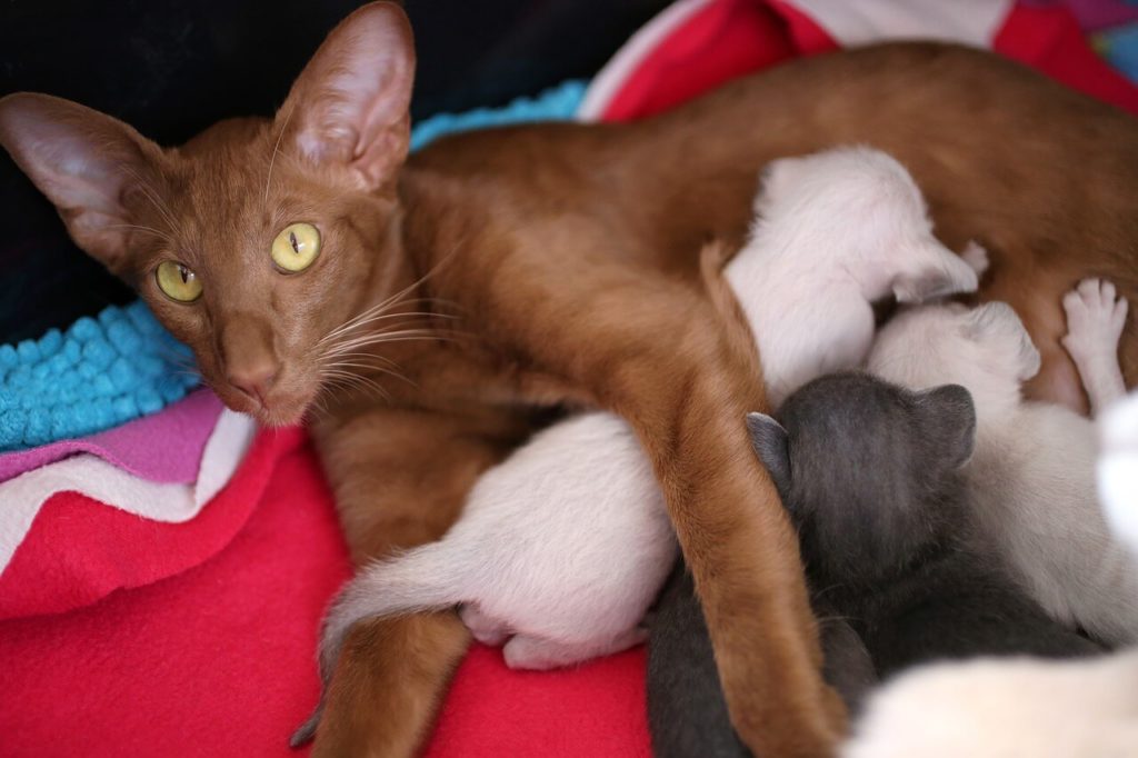 Породы рыжих кошек: особенности, названия пород, фото - Блог SUPERPET
