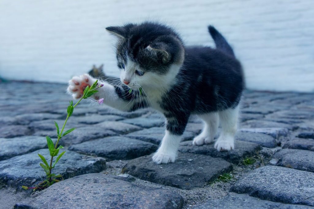 Как определить пол котенка - Блог SUPERPET
