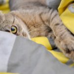 Коты после кастрации: что нужно знать о процедуре - Блог SUPERPET
