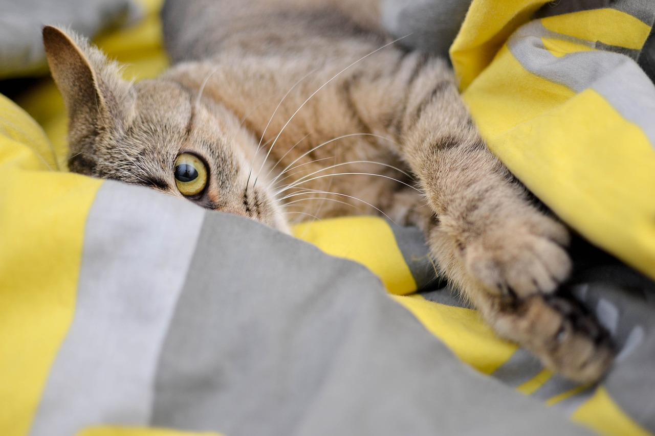 Коты после кастрации: что нужно знать о процедуре - Блог SUPERPET