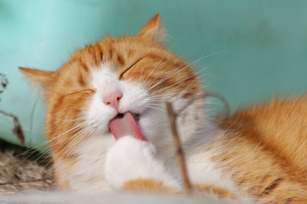 cat 323262 1280 Чипирование кошек: зачем оно нужно и как проводится - Блог SUPERPET