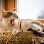 Цистит у кошек: симптомы и лечение - Блог SUPERPET