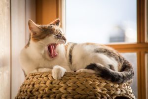 Цистит у кошек: симптомы и лечение - Блог SUPERPET