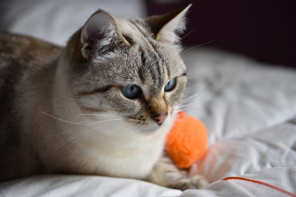 Коты после кастрации: что нужно знать о процедуре - Блог SUPERPET