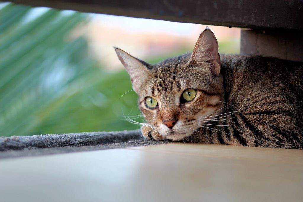 cat 4269479 1280 1 Можно ли давать кошкам рыбу: как часто кормить кота, польза и вред сырой и вареной рыбки - Блог SUPERPET