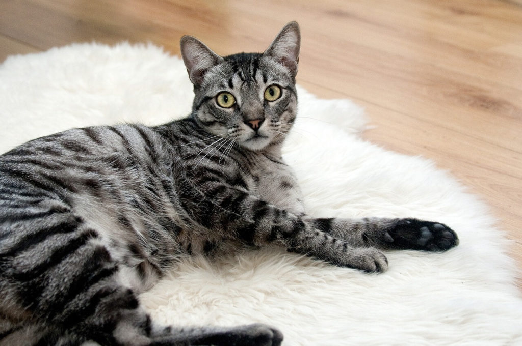 cat 468232 1280 1 Сколько лет живут кошки, породистые и не очень - Блог SUPERPET
