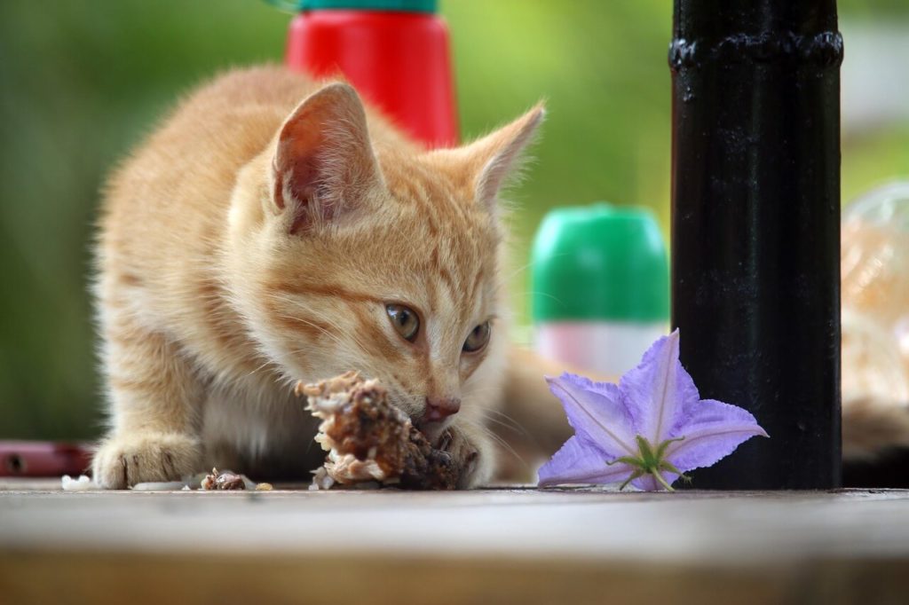 cat 4745002 1280 1 Какие продукты нельзя давать кошке - Блог SUPERPET