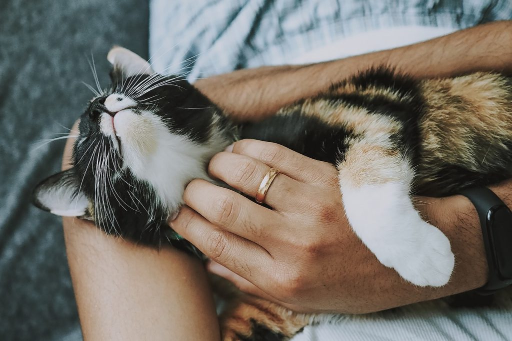 Коты после кастрации: что нужно знать о процедуре - Блог SUPERPET