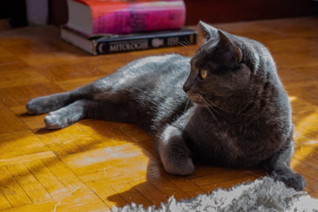 cat 5009672 1280 1 Правила перевозки кошек и собак в самолете - Блог SUPERPET