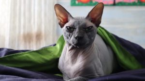 Породы кошек с большими ушами: виды, особенности - Блог SUPERPET