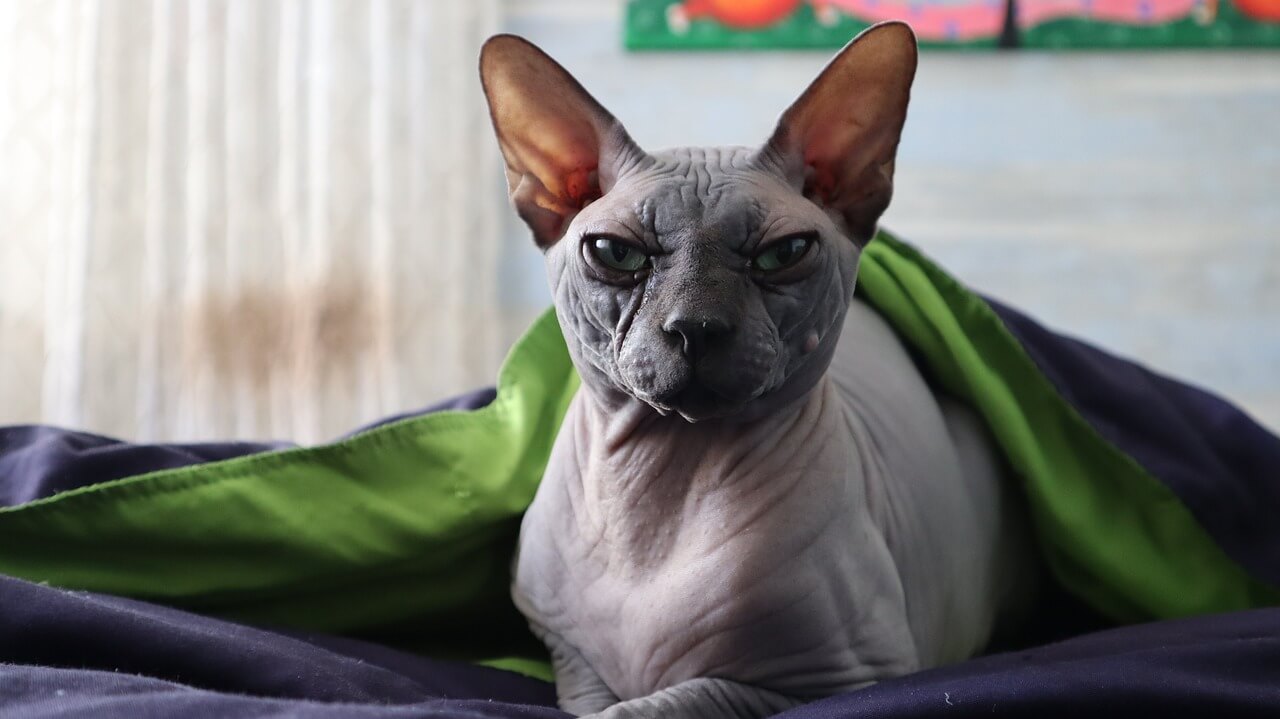 Породы кошек с большими ушами: виды, особенности - Блог SUPERPET