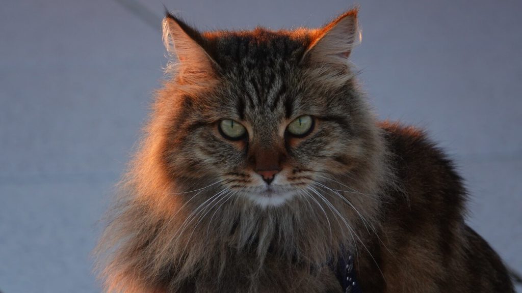 Породы рыжих кошек: особенности, названия пород, фото - Блог SUPERPET