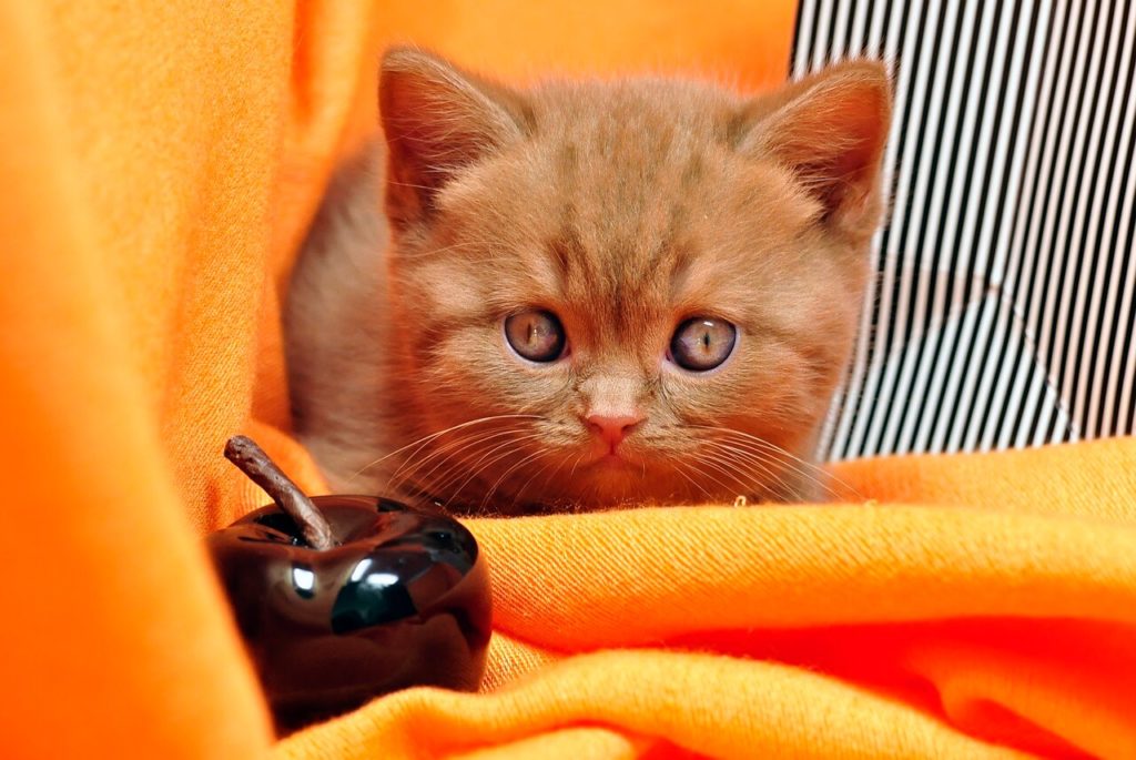 Породы рыжих кошек: особенности, названия пород, фото - Блог SUPERPET