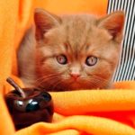 Породы рыжих кошек: особенности, названия пород, фото - Блог SUPERPET