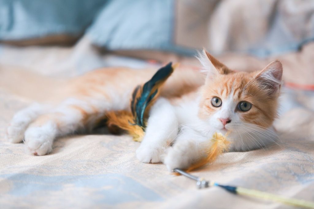Как приучить котёнка к новому дому - Блог SUPERPET