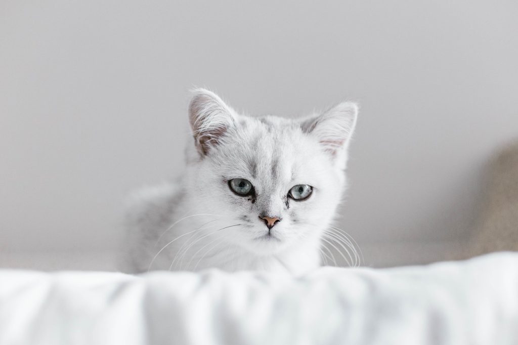 cat 6309964 1280 Как правильно сделать укол кошке - Блог SUPERPET