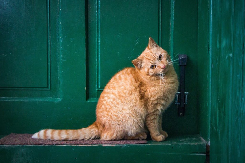 cat 6946498 1280 1 Сколько лет живут кошки, породистые и не очень - Блог SUPERPET
