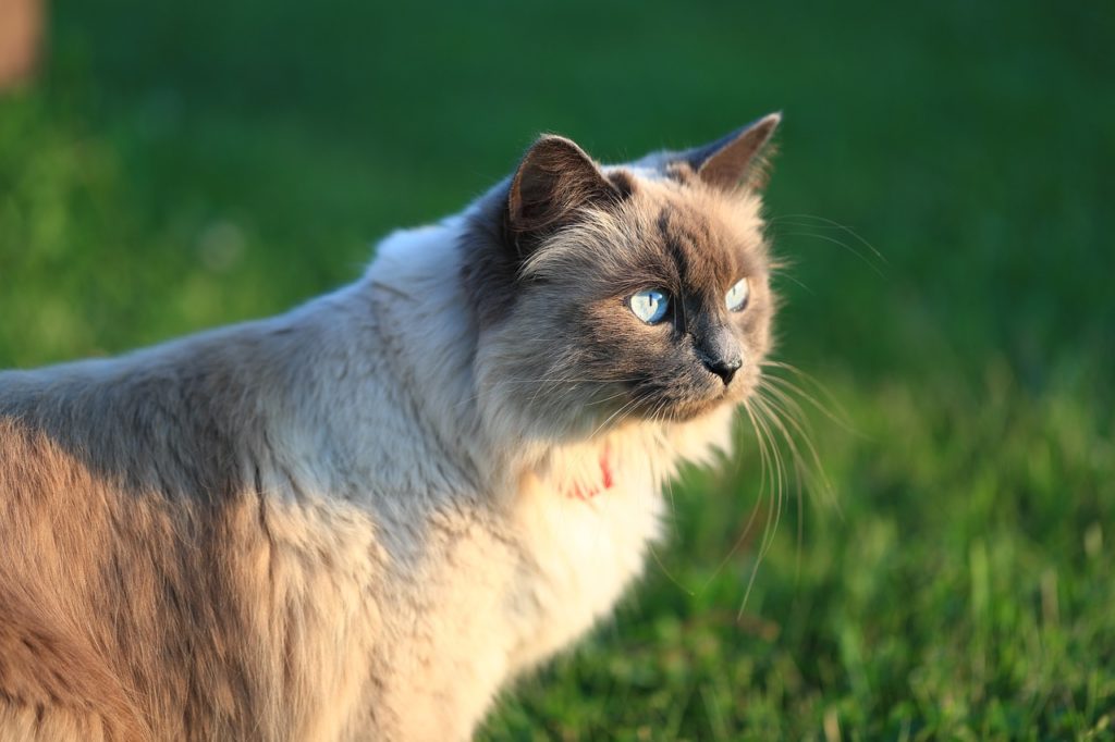 cat 7269236 1280 Аллергия на кошек – что вызывает и как лечить - Блог SUPERPET
