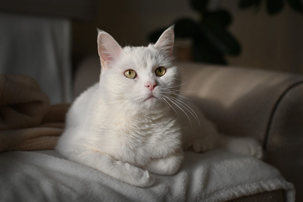 cat 7274205 1280 1 Сколько лет живут кошки, породистые и не очень - Блог SUPERPET