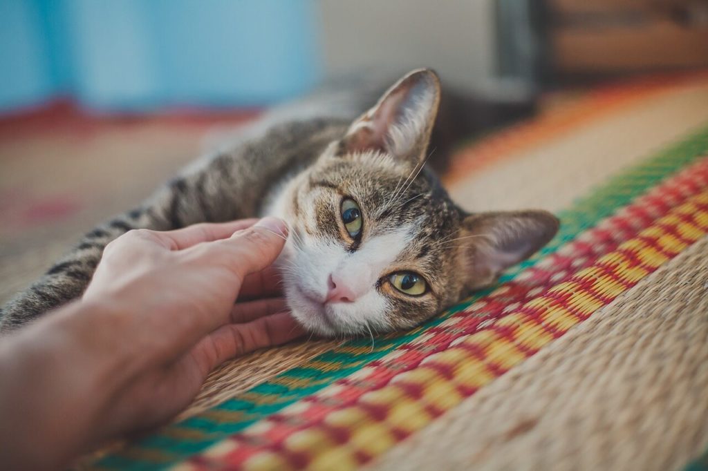 cat 7344042 1280 1 Сколько лет живут кошки, породистые и не очень - Блог SUPERPET