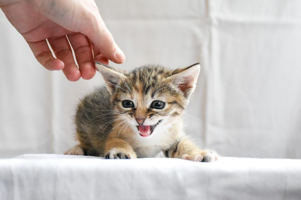Как определить пол котенка - Блог SUPERPET
