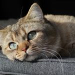 Чумка у кошек: симптомы, диагностика и лечение - Блог SUPERPET