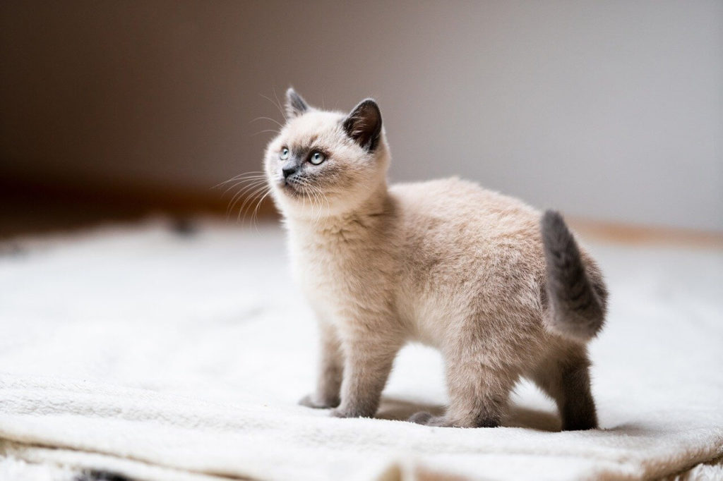 Как определить пол котенка - Блог SUPERPET