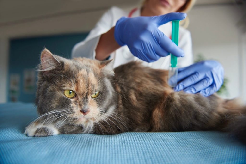 cat is being given an injection krupnyj razmer 1 Кошачий коронавирус: диагностика и лечение - Блог SUPERPET