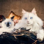 Какую породу кошек выбрать для дома - Блог SUPERPET