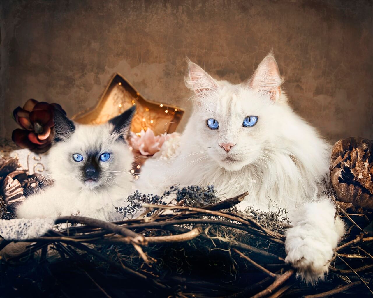 Какую породу кошек выбрать для дома - Блог SUPERPET