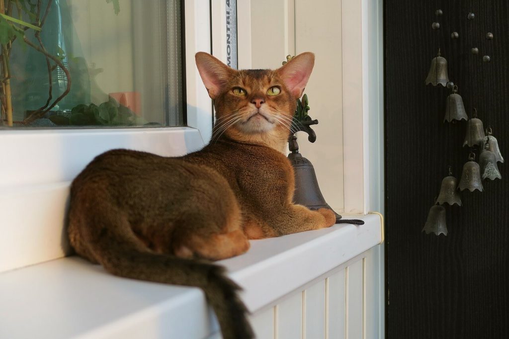 Породы рыжих кошек: особенности, названия пород, фото - Блог SUPERPET