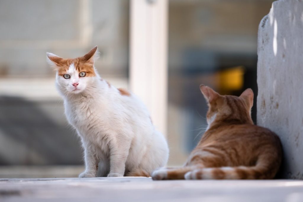 cats 5606202 1280 1 Сколько лет живут кошки, породистые и не очень - Блог SUPERPET