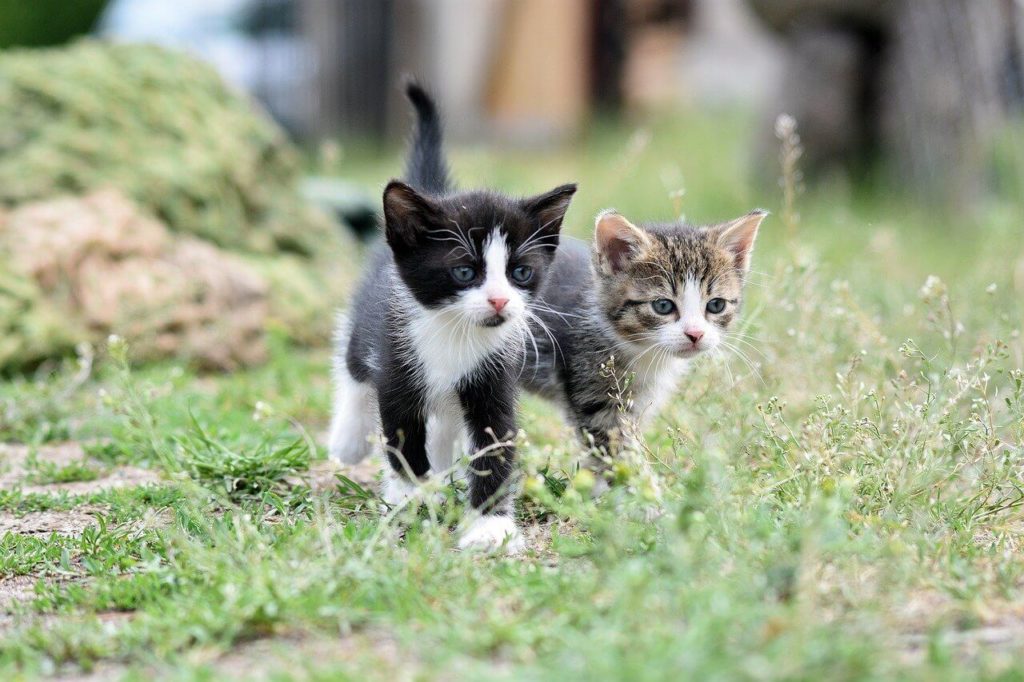 Как подружить кошек: полное руководство - Блог SUPERPET