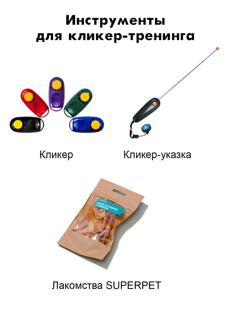 clicker Как воспитывать котёнка - Блог SUPERPET