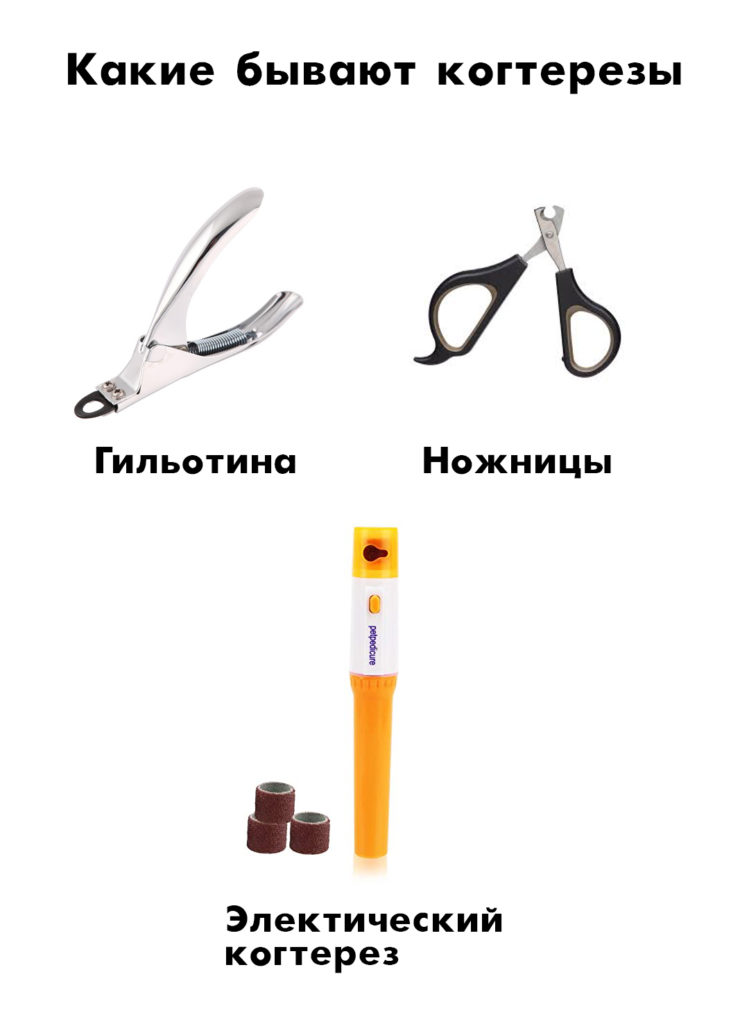 Как стричь когти котёнку - Блог SUPERPET