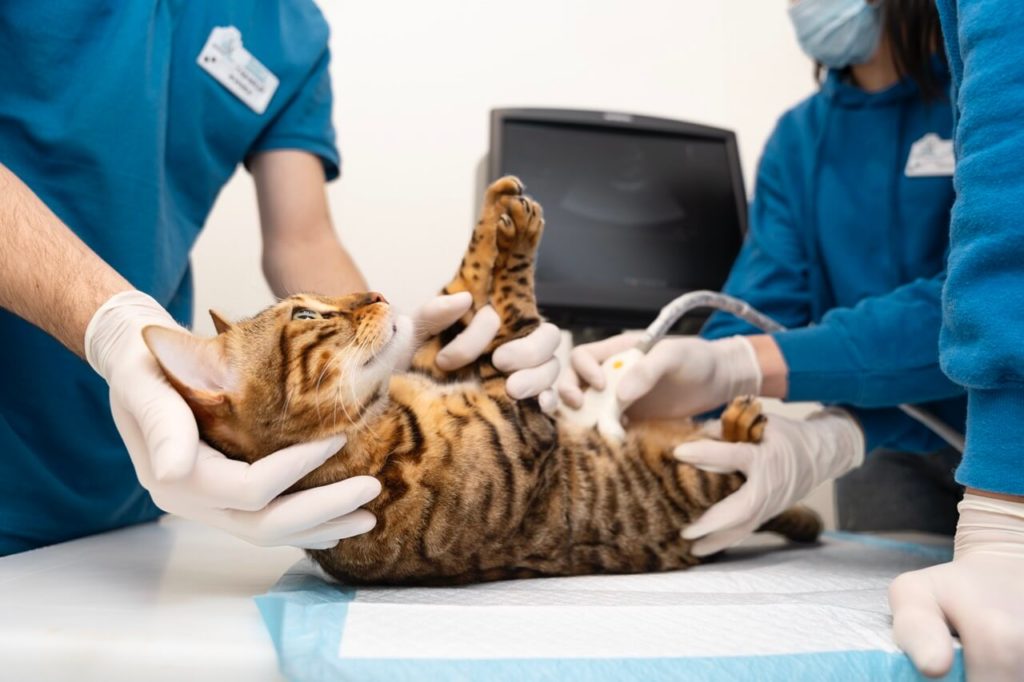 close up doctor checking cat s belly krupnyj razmer Острый панкреатит у кошек: причины и опасные последствия - Блог SUPERPET