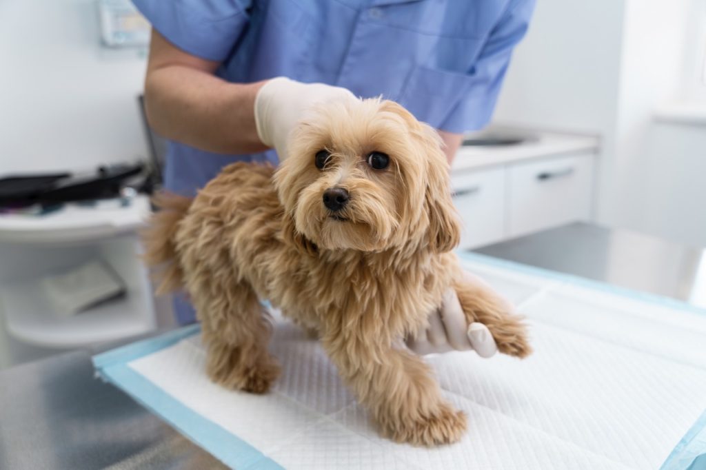 close up doctor helping dog krupnyj Аллергия у кошек и собак: пищевая или непищевая - Блог SUPERPET