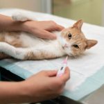 Чем может заболеть ваша кошка - Блог SUPERPET