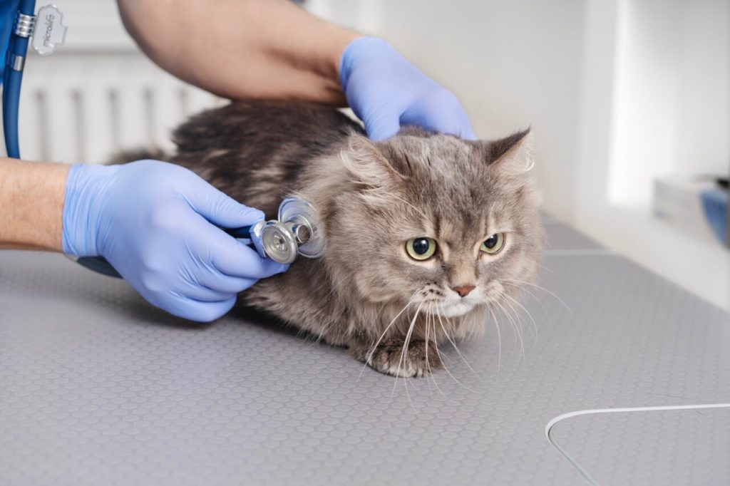 close up on veterinary doctor taking care of pet krupnyj 1 1 Гематохезия и трихомоноз: причины, диагностика и лечение - Блог SUPERPET