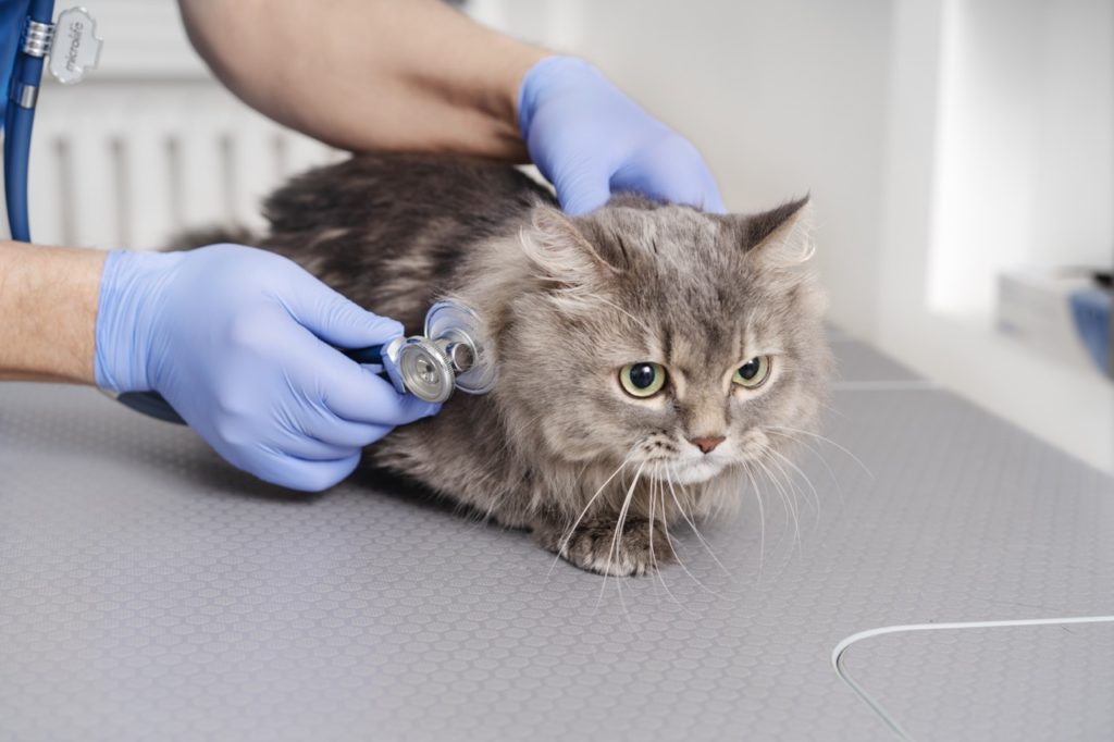 close up on veterinary doctor taking care of pet krupnyj 1 Воспалительное заболевание кишечника у кошек и собак - Блог SUPERPET