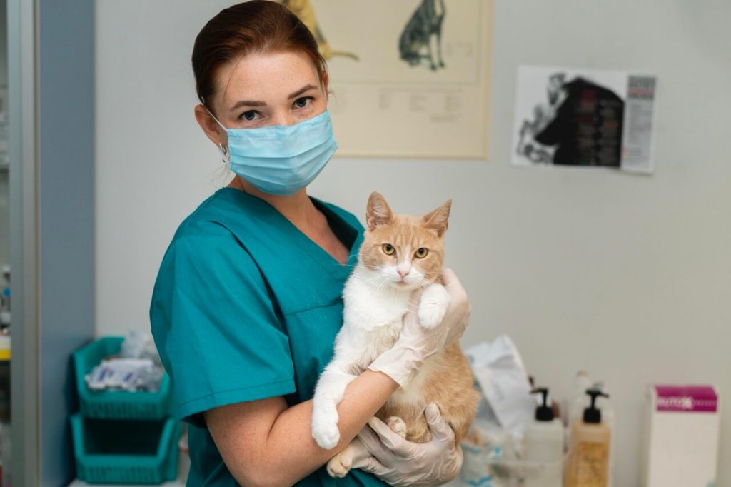close up veterinarian taking care cat 1 krupnyj razmer 1 Вирусные инфекции кошек